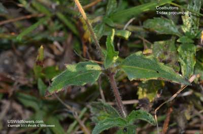 Tridax procumbens