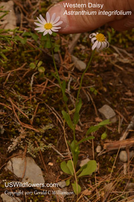 Astranthium integrifolium