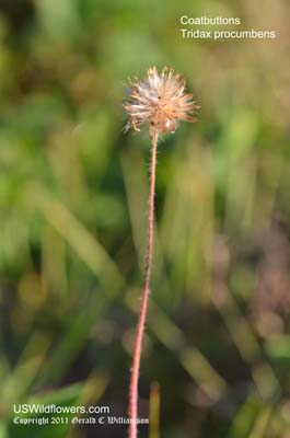 Tridax procumbens