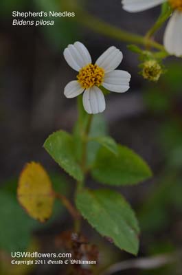 Bidens pilosa