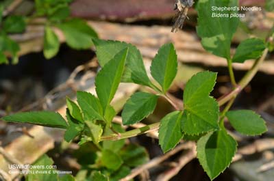 Bidens pilosa