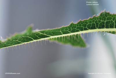 Lactuca serriola