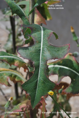 Lactuca serriola