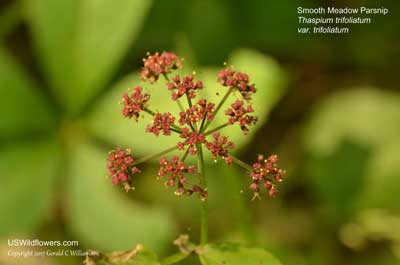 Thaspium trifoliatum