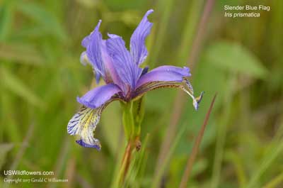 Iris prismatica