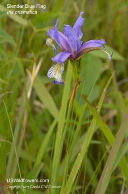 Iris prismatica