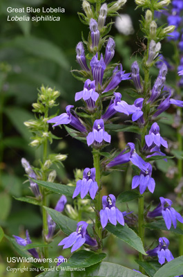 Lobelia siphilitica