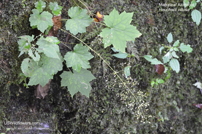 Heuchera villosa