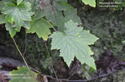 Heuchera villosa