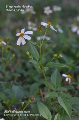 Bidens pilosa