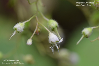 Heuchera villosa