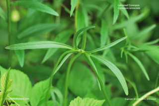 Coreopsis lanceolata