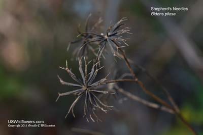 Bidens pilosa