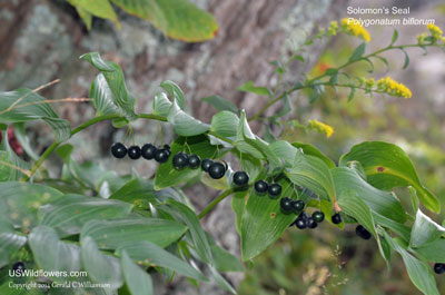 Polygonatum biflorum