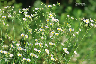 Erigeron strigosus