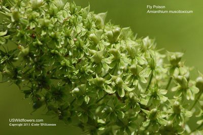 Amianthium muscitoxicum