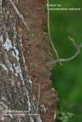 Toxicodendron radicans