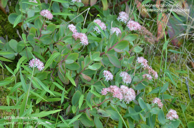 Hylotelephium telephioides