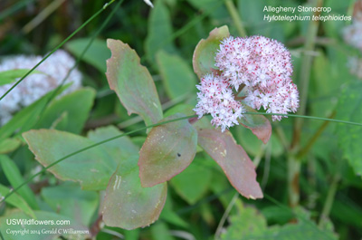 Hylotelephium telephioides