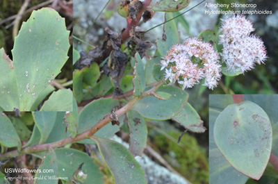 Hylotelephium telephioides