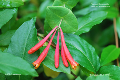 Lonicera sempervirens