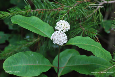 Asclepias variegata