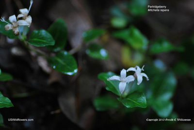 Mitchella repens