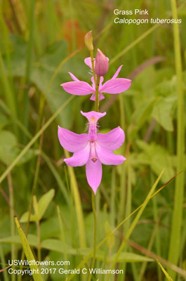 Calopogon tuberosus