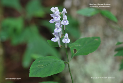 Scutellaria pseudoserrata