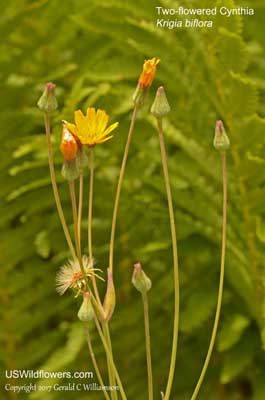 Krigia biflora