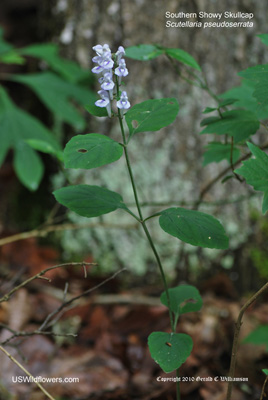 Scutellaria pseudoserrata