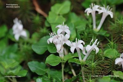 Mitchella repens