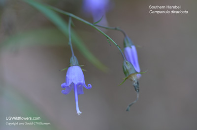 Campanula divaricata