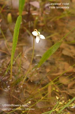 Viola lanceolata