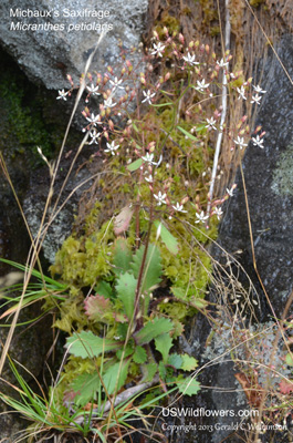 Micranthes petiolaris