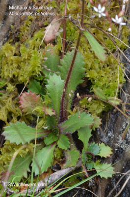 Micranthes petiolaris