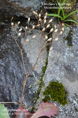 Micranthes petiolaris