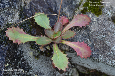 Micranthes petiolaris