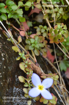 Houstonia serpyllifolia