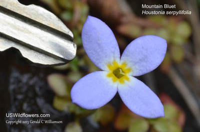 Houstonia serpyllifolia