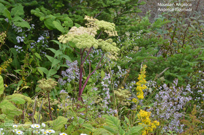 Angelica triquinata