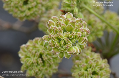 Angelica triquinata