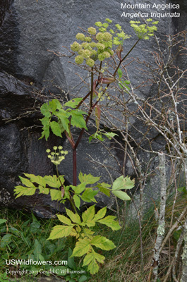 Angelica triquinata