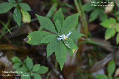 Oclemena acuminata