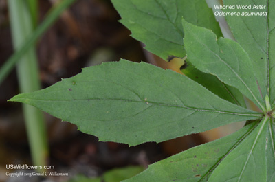 Oclemena acuminata