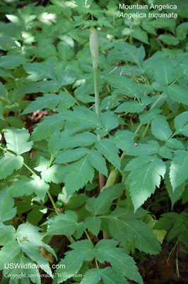 Angelica triquinata