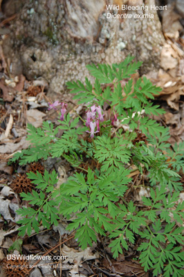 Dicentra eximia