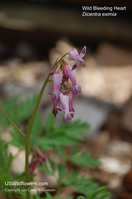 Dicentra eximia