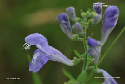 Scutellaria integrifolia