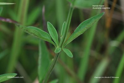 Scutellaria integrifolia